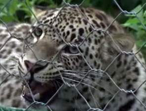 Вакцинация котят леопарда