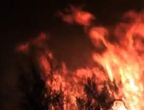 Ликвидировано 186 лесных пожаров